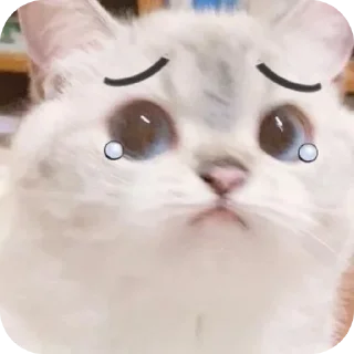 🐱 emoji . Telegram sticker 22 of 65