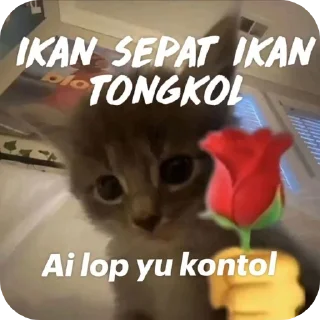 🐱 emoji . Telegram sticker 23 of 120