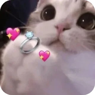 🐱 emoji . Telegram sticker 10 of 120