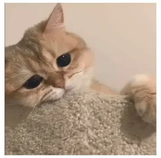 ‼️ emoji kucing gemoy || @tikelnyakakak Telegram sticker 5 of 39