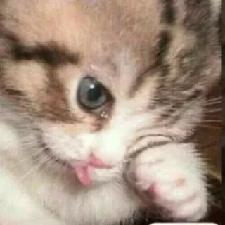 ‼️ emoji kucing gemoy || @tikelnyakakak Telegram sticker 24 of 39