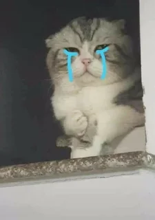 ‼️ emoji kucing gemoy || @tikelnyakakak Telegram sticker 11 of 39