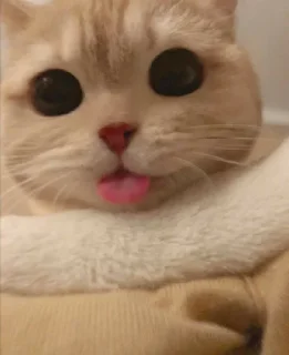 ‼️ emoji kucing gemoy || @tikelnyakakak Telegram sticker 13 of 39