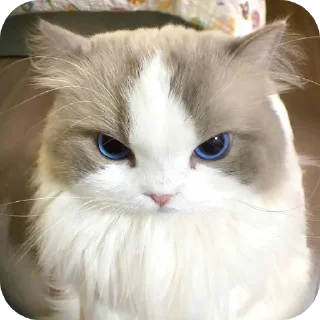 🐱 emoji . Telegram sticker 12 of 120