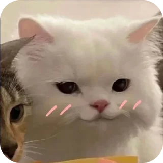 🐱 emoji . Telegram sticker 19 of 65