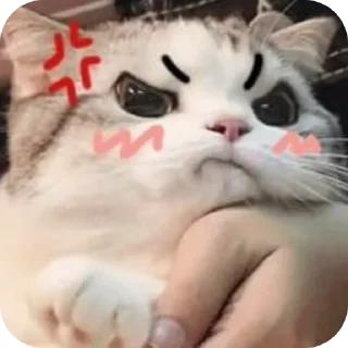 🐱 emoji . Telegram sticker 13 of 120
