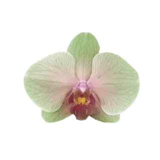 🌸 emoji @phraasing Telegram sticker 16 of 69