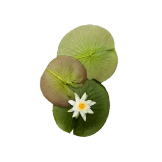🌸 emoji @phraasing Telegram sticker 19 of 69