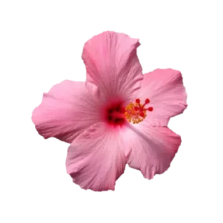 🌸 emoji @phraasing Telegram sticker 7 of 69