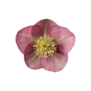🌸 emoji @phraasing Telegram sticker 14 of 69
