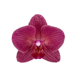 🌸 emoji @phraasing Telegram sticker 11 of 69