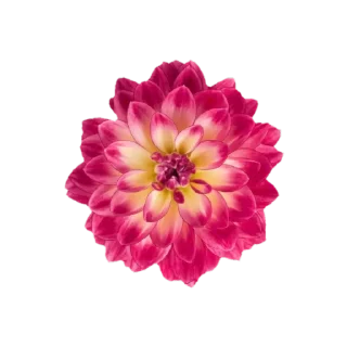 🌸 emoji @phraasing Telegram sticker 13 of 69