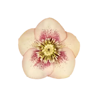 🌸 emoji @phraasing Telegram sticker 20 of 69