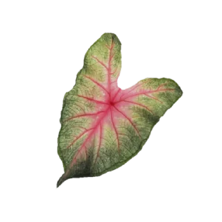 🌸 emoji @phraasing Telegram sticker 18 of 69