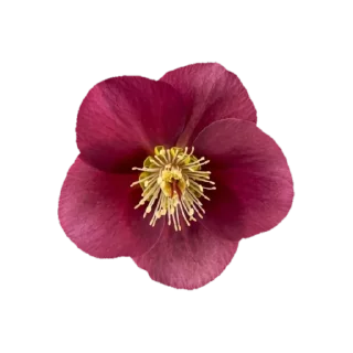 🌸 emoji @phraasing Telegram sticker 15 of 69