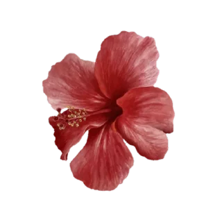 🌸 emoji @phraasing Telegram sticker 5 of 69