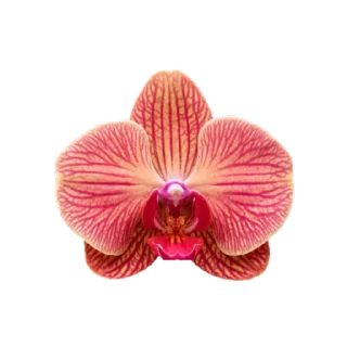 🌸 emoji @phraasing Telegram sticker 12 of 69