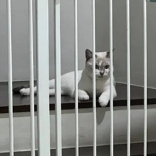 Sticker from meow
