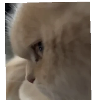Sticker from Side eyes