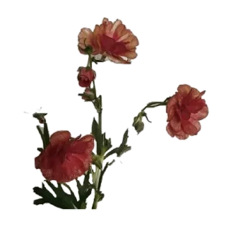 🌺 emoji aesthetic Telegram sticker 18 of 21