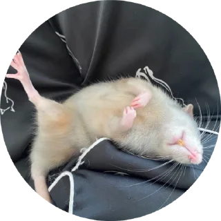 Sticker from Крыса обосанная 🐀
