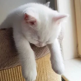 Sticker from Cute