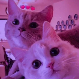 Sticker from Cute