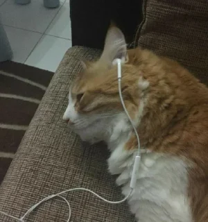 Sticker from Itachi's sticker pack (@Zeeki_bot)