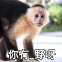 Sticker from 買嬲的動物園