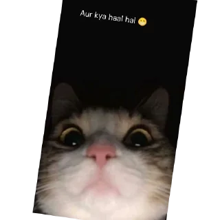 🐱 emoji ❤️❤️ By @MrCutex Telegram sticker 15 of 109