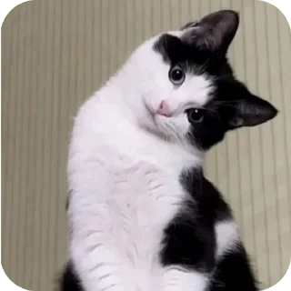 🐱 emoji ❤️❤️ By @MrCutex Telegram sticker 7 of 109