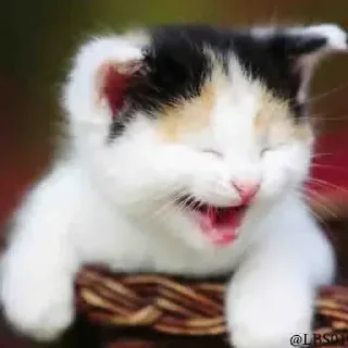 😆 emoji Innu🤬s kang pack Telegram sticker 5 of 93
