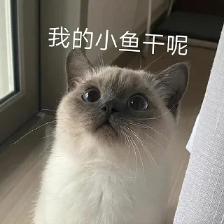 Sticker from 黑糖小猫咪