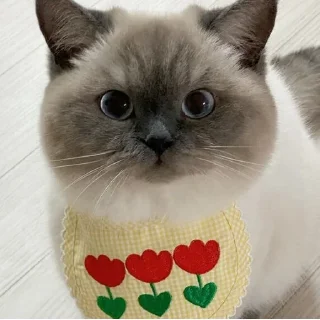Sticker from 黑糖小猫咪