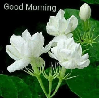 Sticker from Good Morning