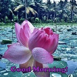Sticker from Good Morning