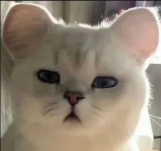 🐱 emoji 苟一下 静态贴纸包(0) Telegram sticker 17 of 112
