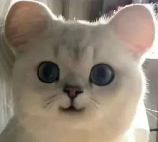 🐱 emoji 苟一下 静态贴纸包(0) Telegram sticker 20 of 112