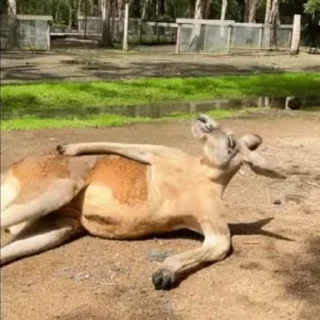 Sticker from कंगारू 🦘's video pack (@Zeeki_bot)