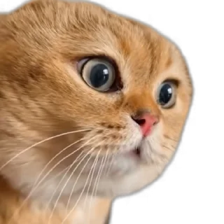 Sticker from 𝙰 𝙽 𝙾 𝚂's Video Pack (@Zeroo_Twoo_Bot)