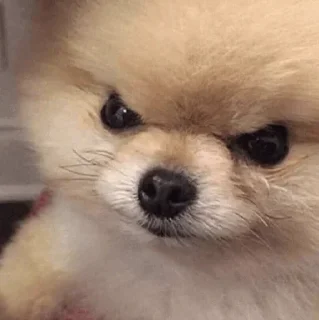 🐶 emoji 𝙰 𝙽 𝙾 𝚂 帝's sticker pack (@Mikasa_Ackr_bot) Telegram sticker 20 of 38