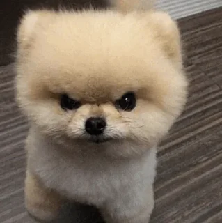 🐶 emoji 𝙰 𝙽 𝙾 𝚂 帝's sticker pack (@Mikasa_Ackr_bot) Telegram sticker 23 of 38