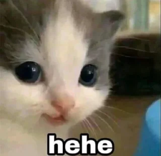 Sticker from CATS R SO SILLY I LOVE THEM