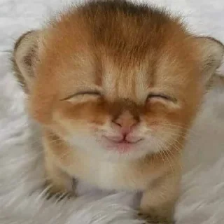 Sticker from CATS R SO SILLY I LOVE THEM