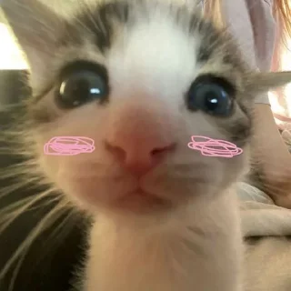 🤭 emoji Cats 5 @aizenstickerpack Telegram sticker 8 of 31