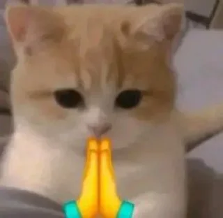 🙏 emoji Cats 5 @aizenstickerpack Telegram sticker 21 of 31