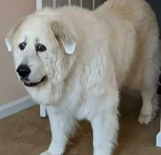 Sticker from Op's stic-pack (@ElitesOfRobot)