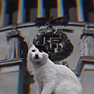Sticker from Nitish's video pack (@Marin_Roxbot)