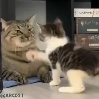 😡 emoji ᴍʀ.CᴏʟᴅEʏᴇs...'s video pack (@YaeMiko_Roxbot) Telegram sticker 17 of 27