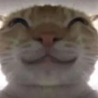 🥺 emoji gatau Telegram sticker 10 of 29